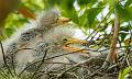 Green Heron-15
